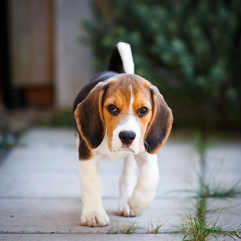 Beagle