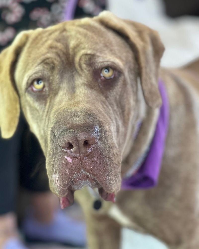 Mastiff