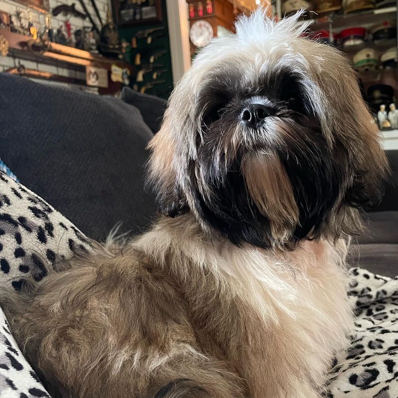Shih Tzu