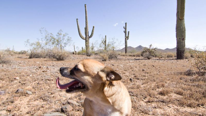 Chihuahua - Arizona