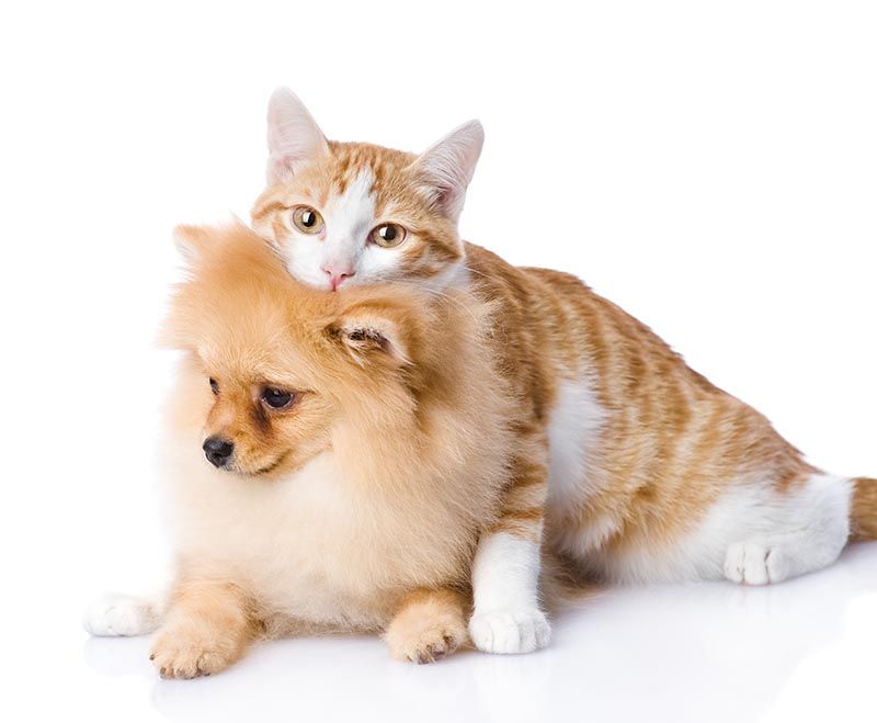 Pomeranian