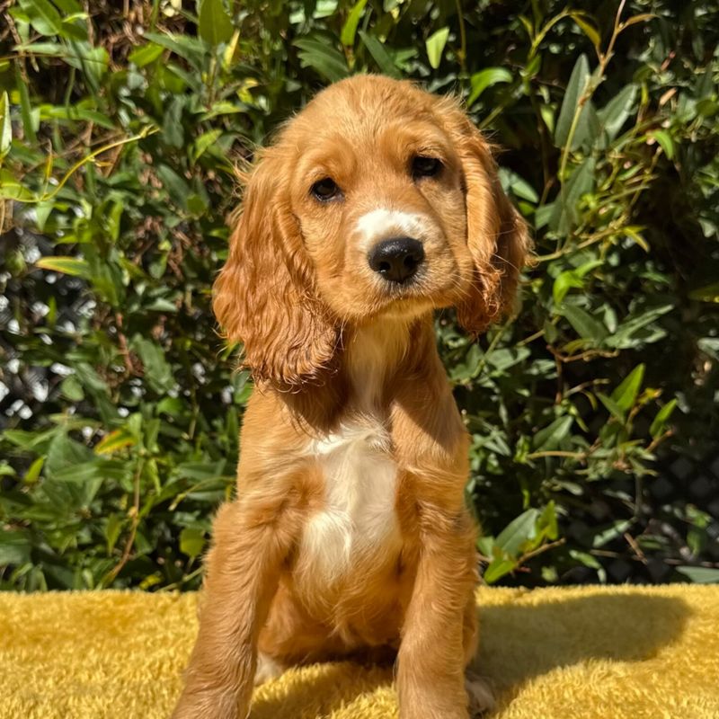 Cocker Spaniel