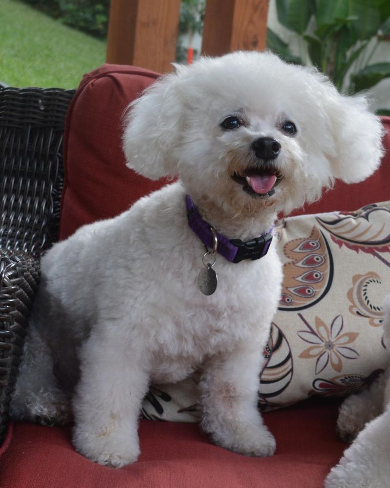 Bichon Frise