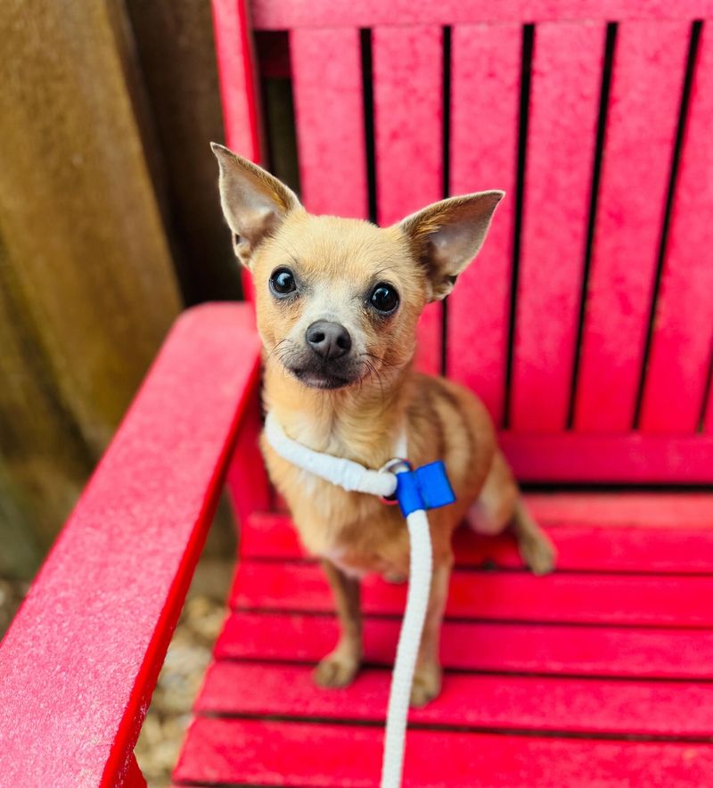 Chihuahua