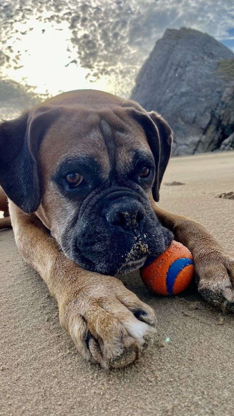 Boxer