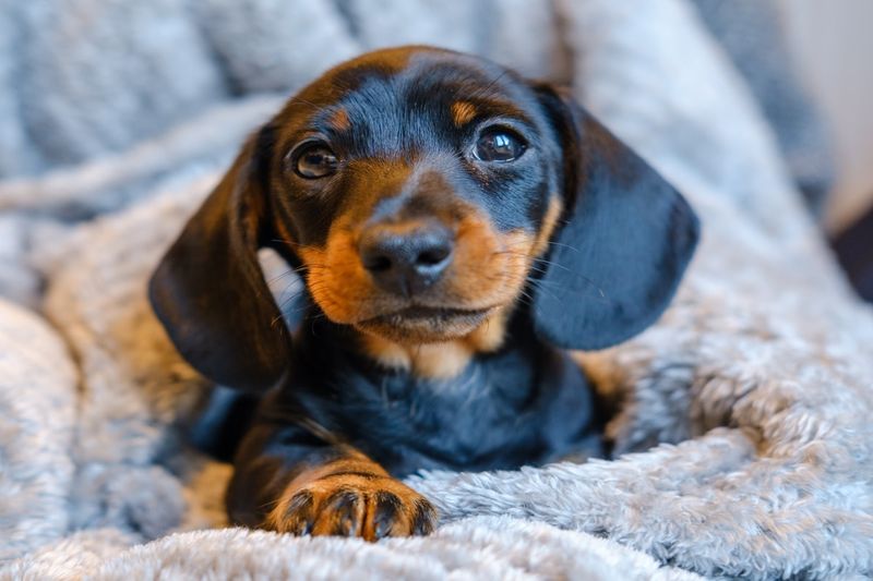 Dachshund
