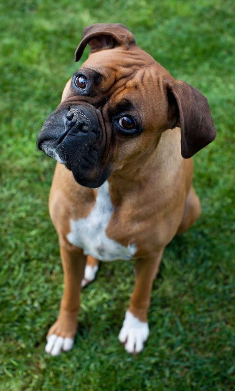 Boxer