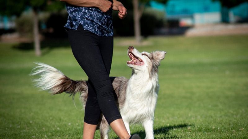 Adapt to Your Dog's Needs
