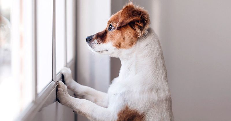 Managing Separation Anxiety