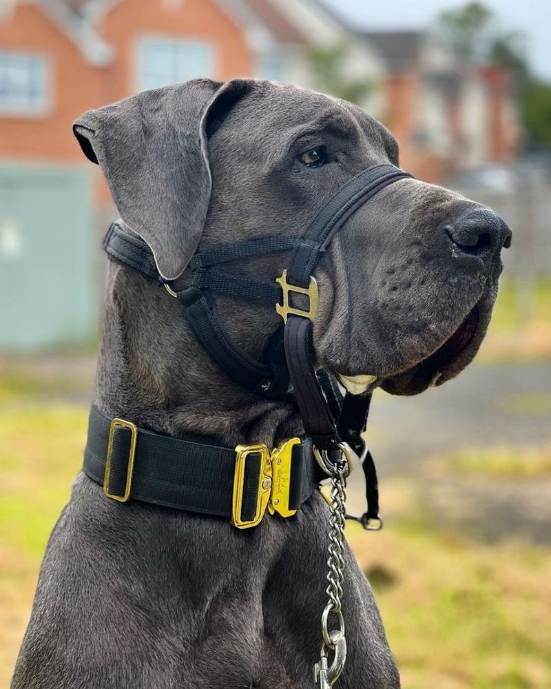 Great Dane