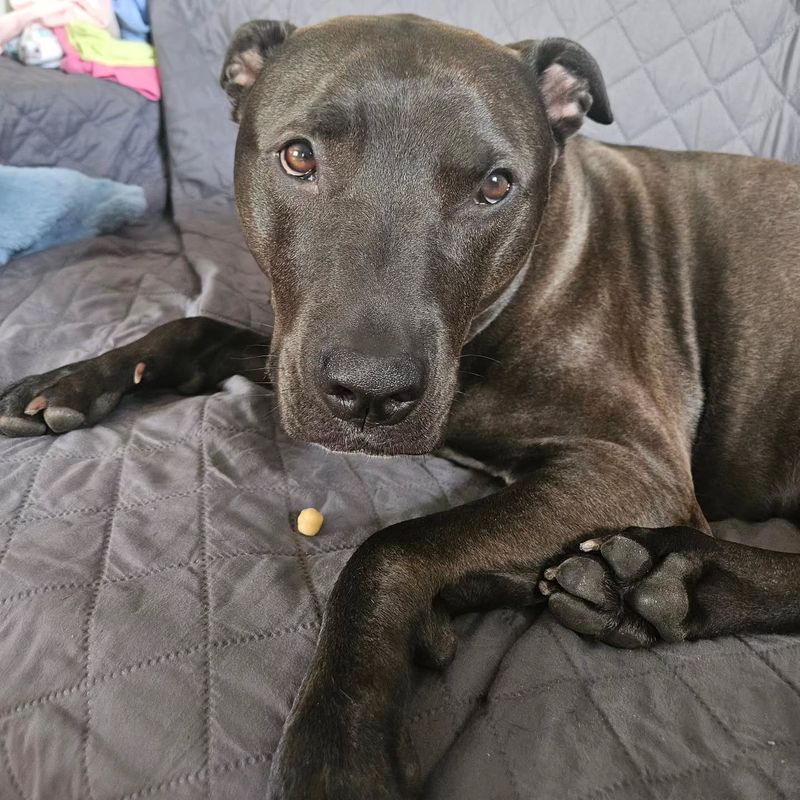 Pit Bull-Labrador Mix (Pitador)