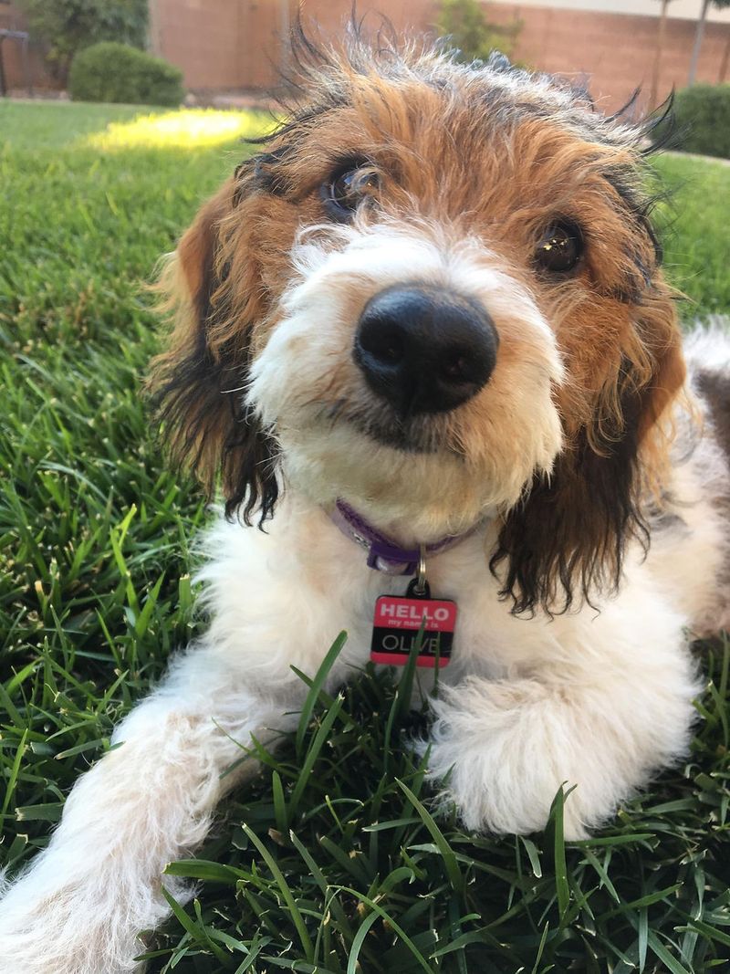 Beagledoodle