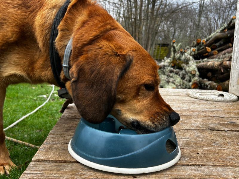 A Special Farewell Meal