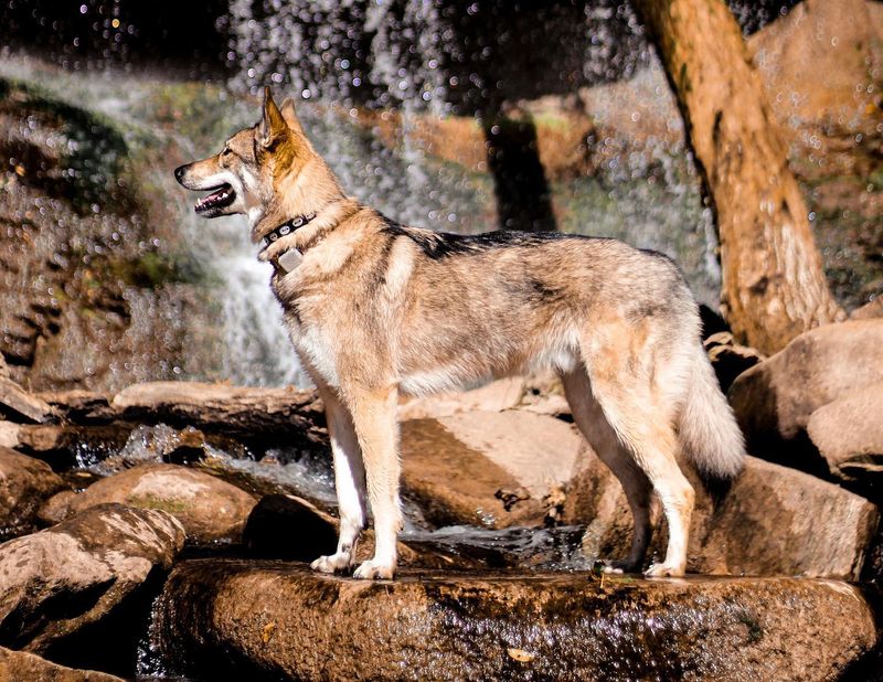 Tamaskan Dog