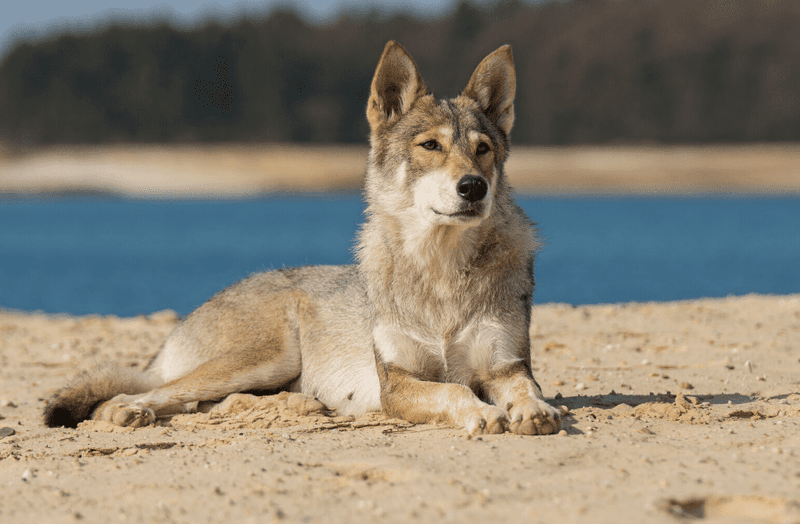 Tamaskan Dog