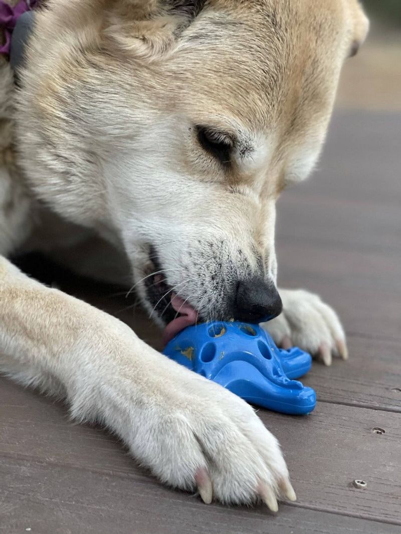 Chew Toys and Bones