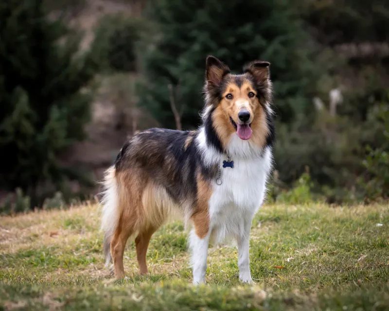 Collie
