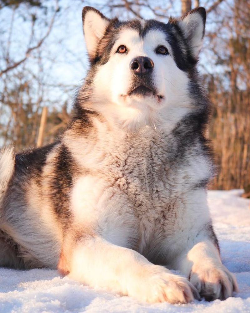 Alaskan Malamute