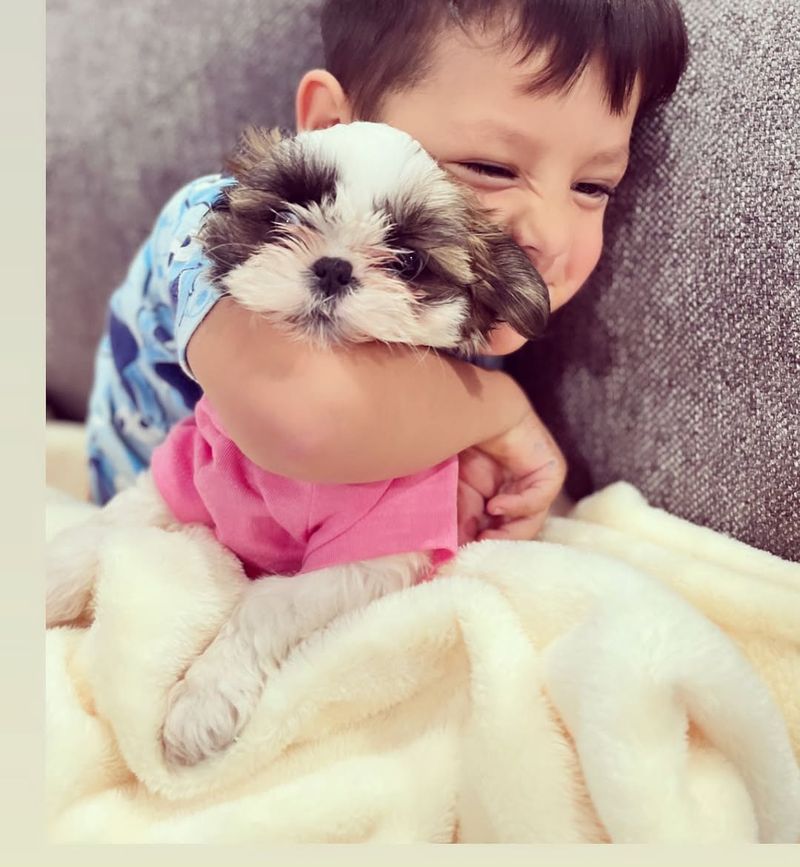 Shih Tzu