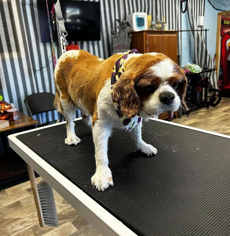 Cavalier King Charles Spaniel