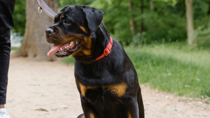 Rottweiler