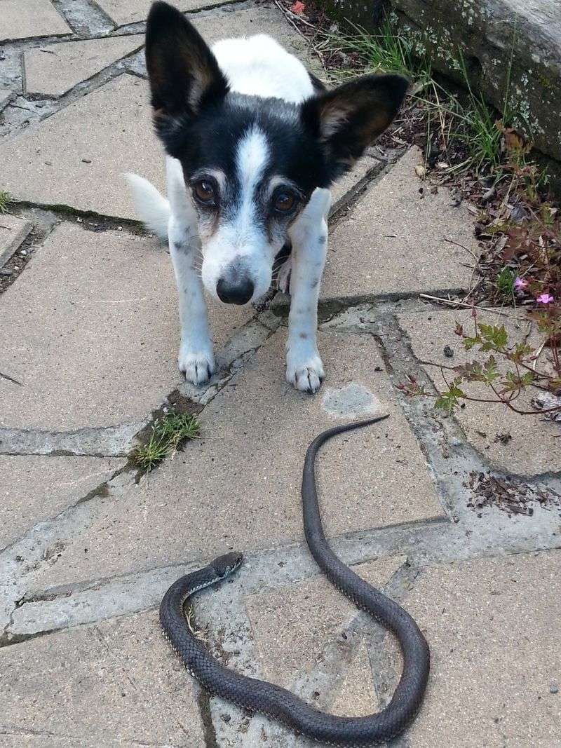 Rat Terrier