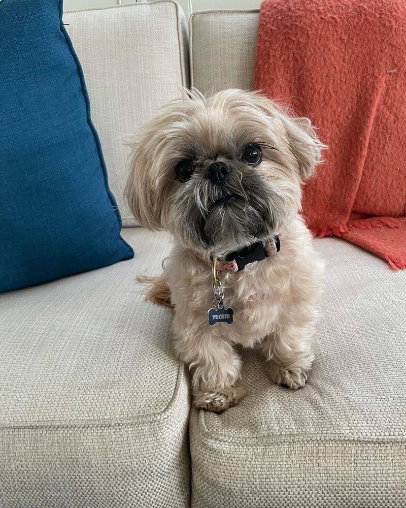 Shih Tzu