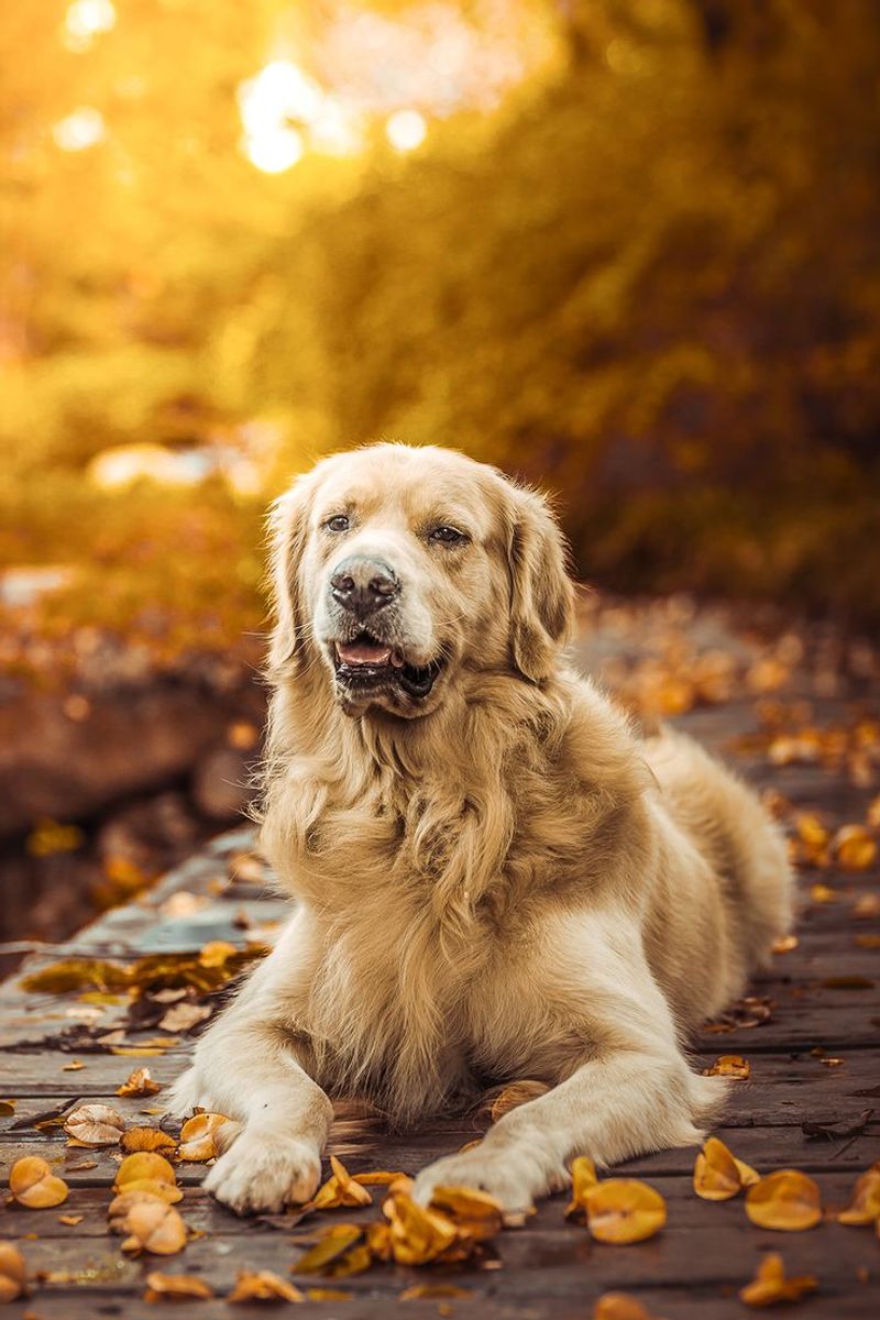 Golden Retriever