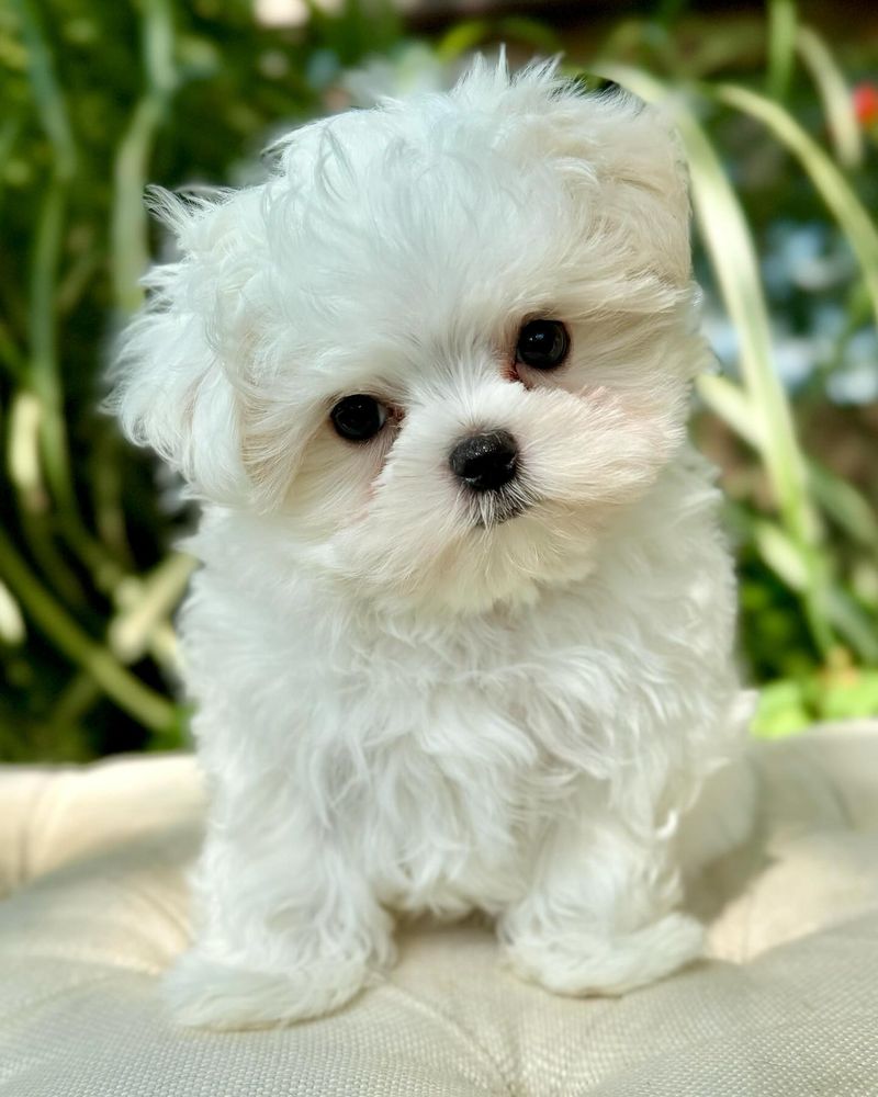 Maltese