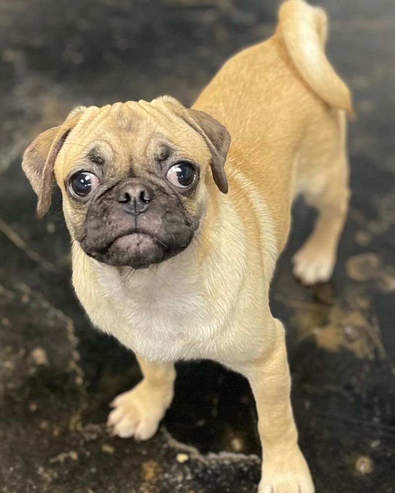 Pug