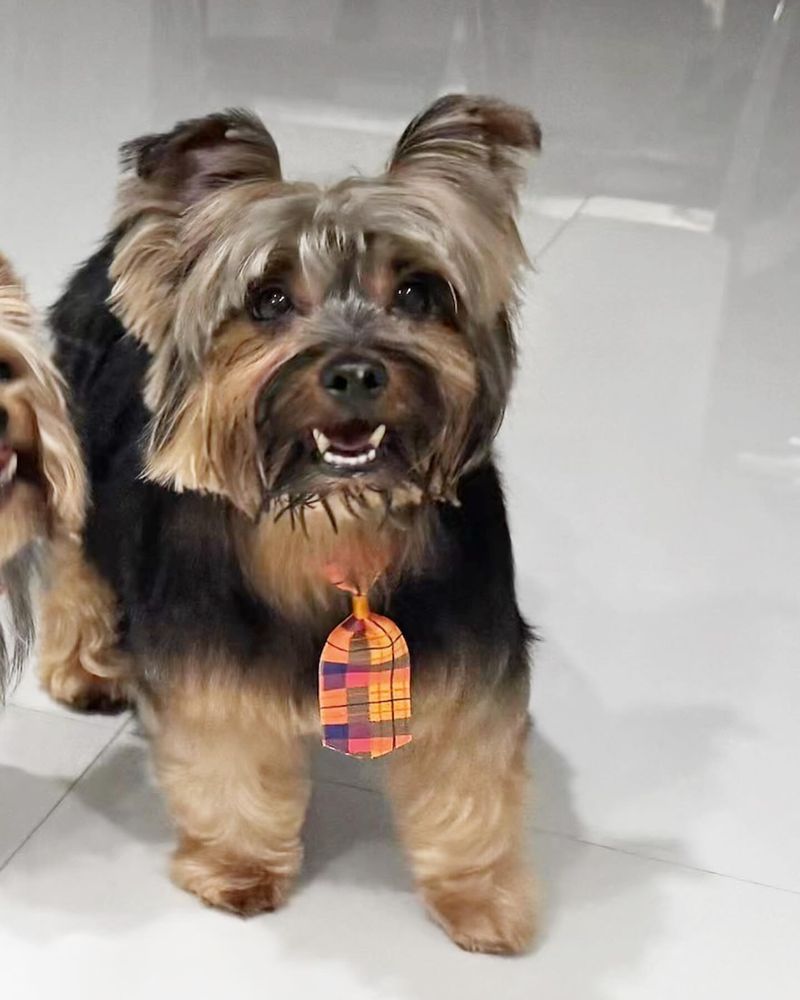 Yorkshire Terrier