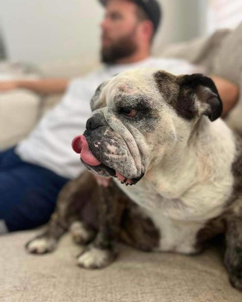 English Bulldog