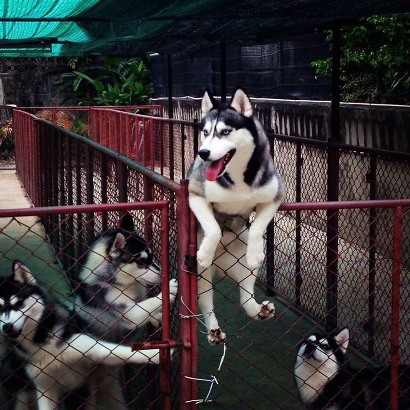 Siberian Husky
