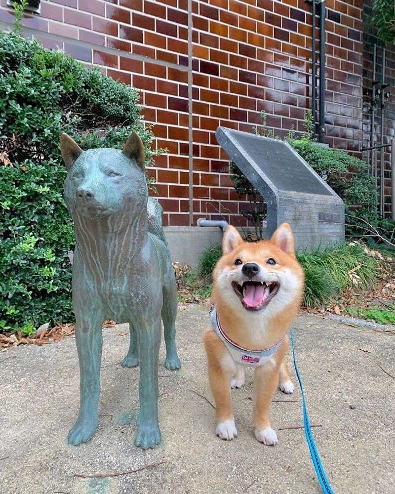 Shiba Inu
