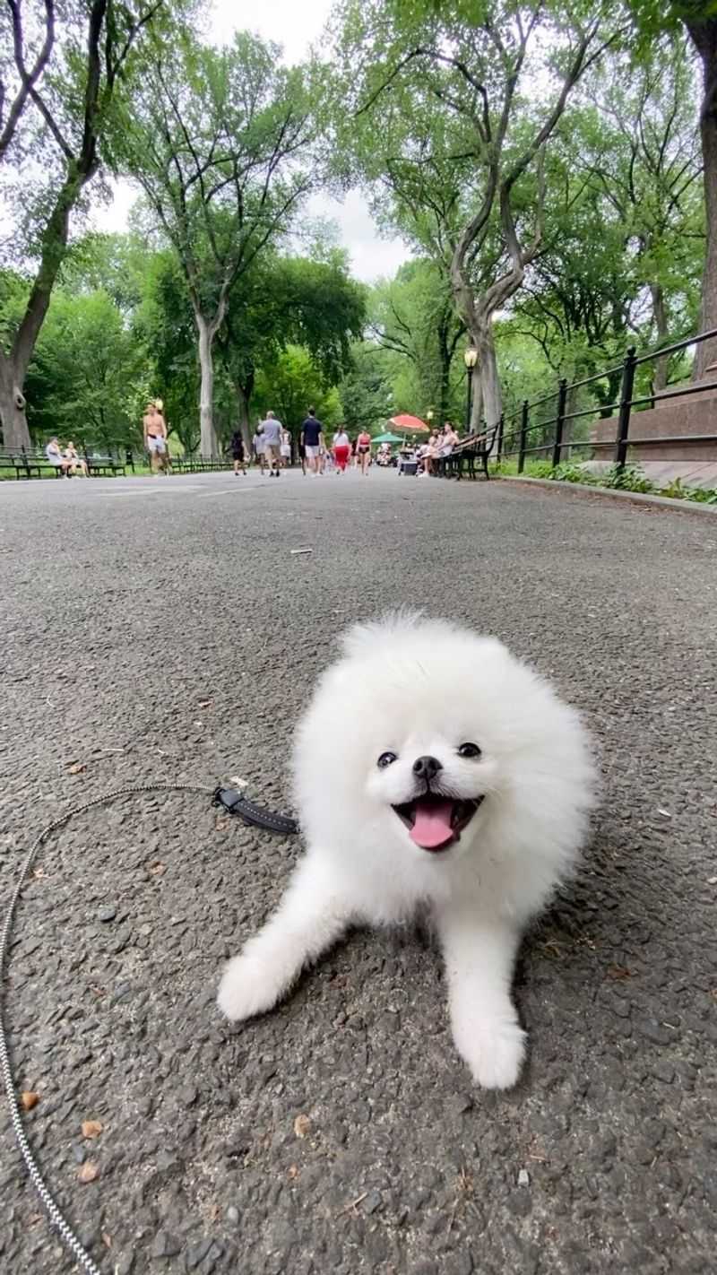 Pomeranian