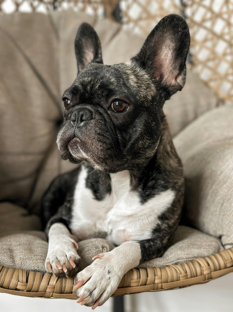 French Bulldog