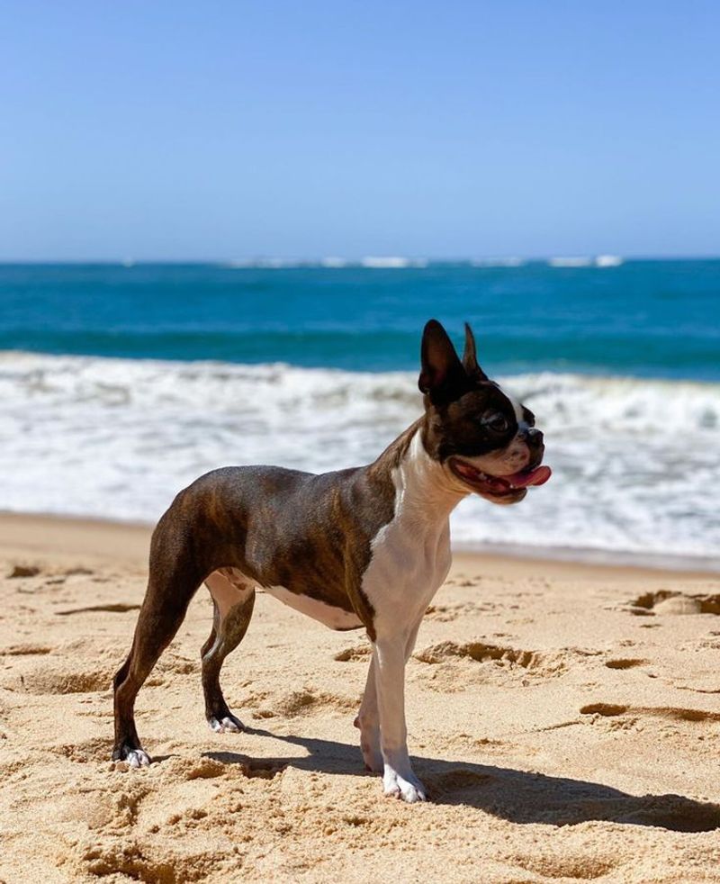 Boston Terrier