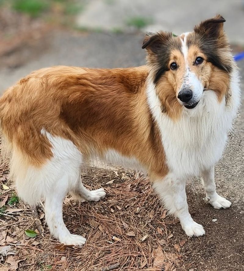 Collie