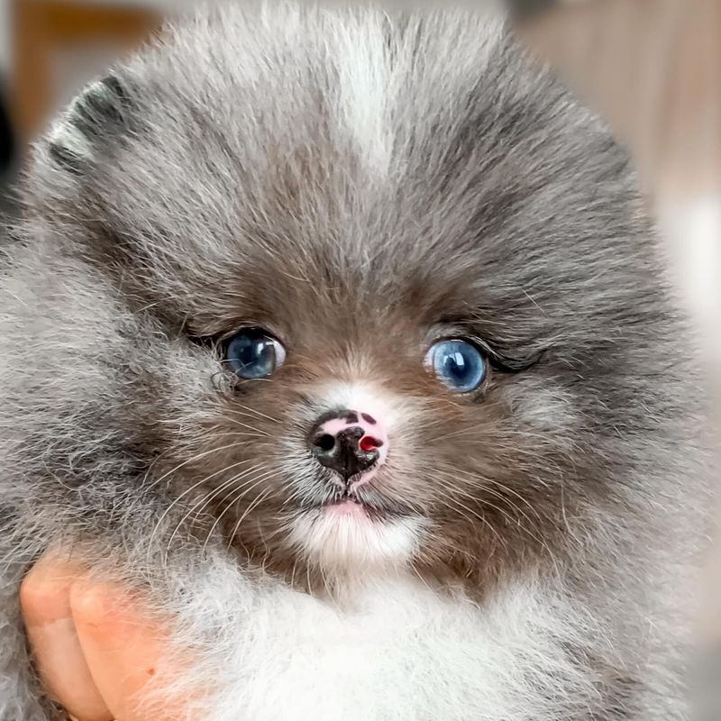 Pomeranian