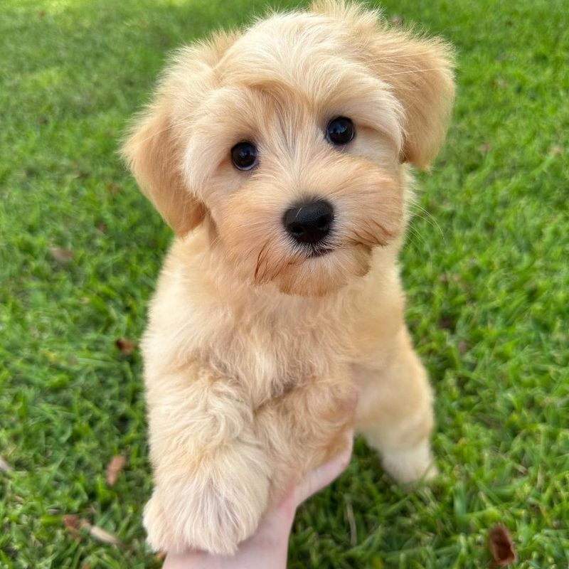 Havanese