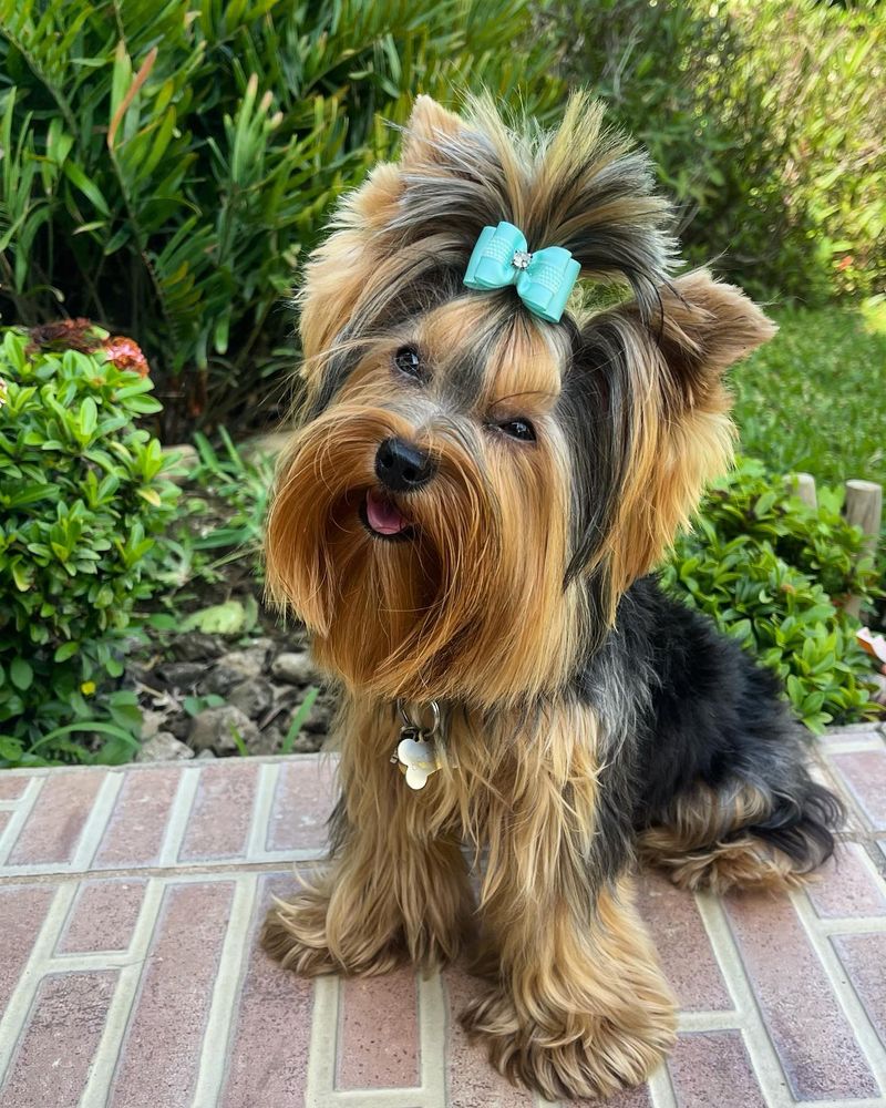 Yorkshire Terrier