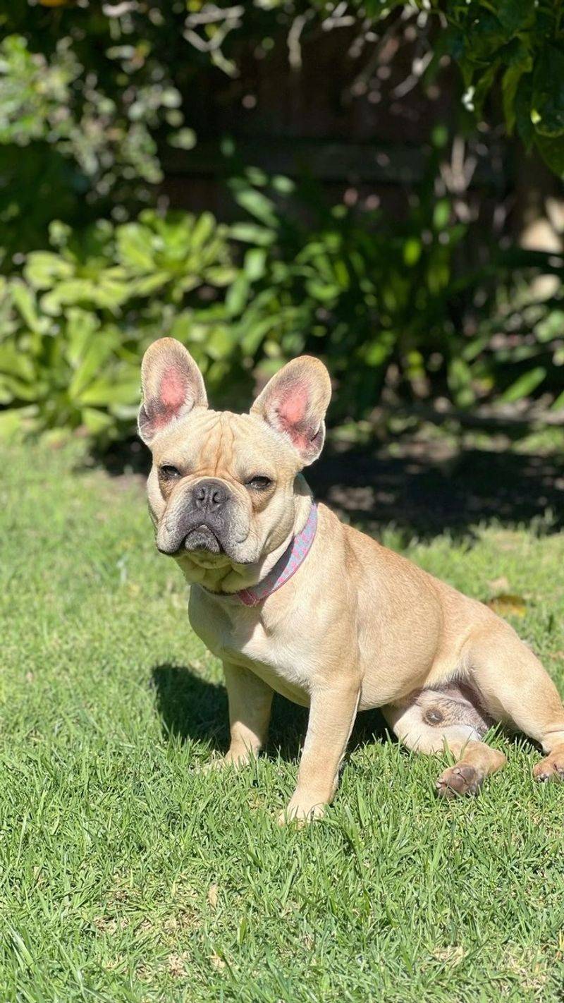 French Bulldog