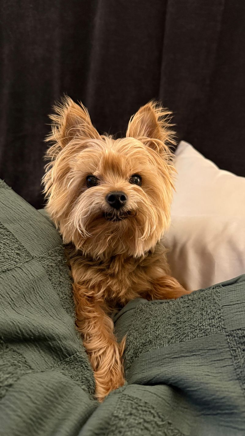 Yorkshire Terrier