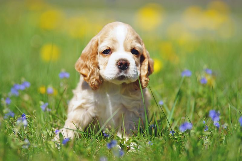 Cocker Spaniel - North Carolina