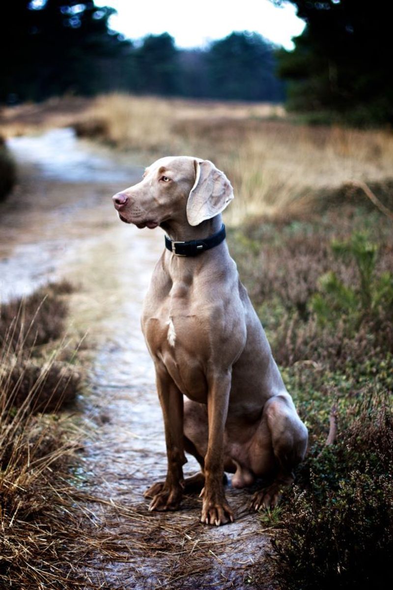 Weimaraner