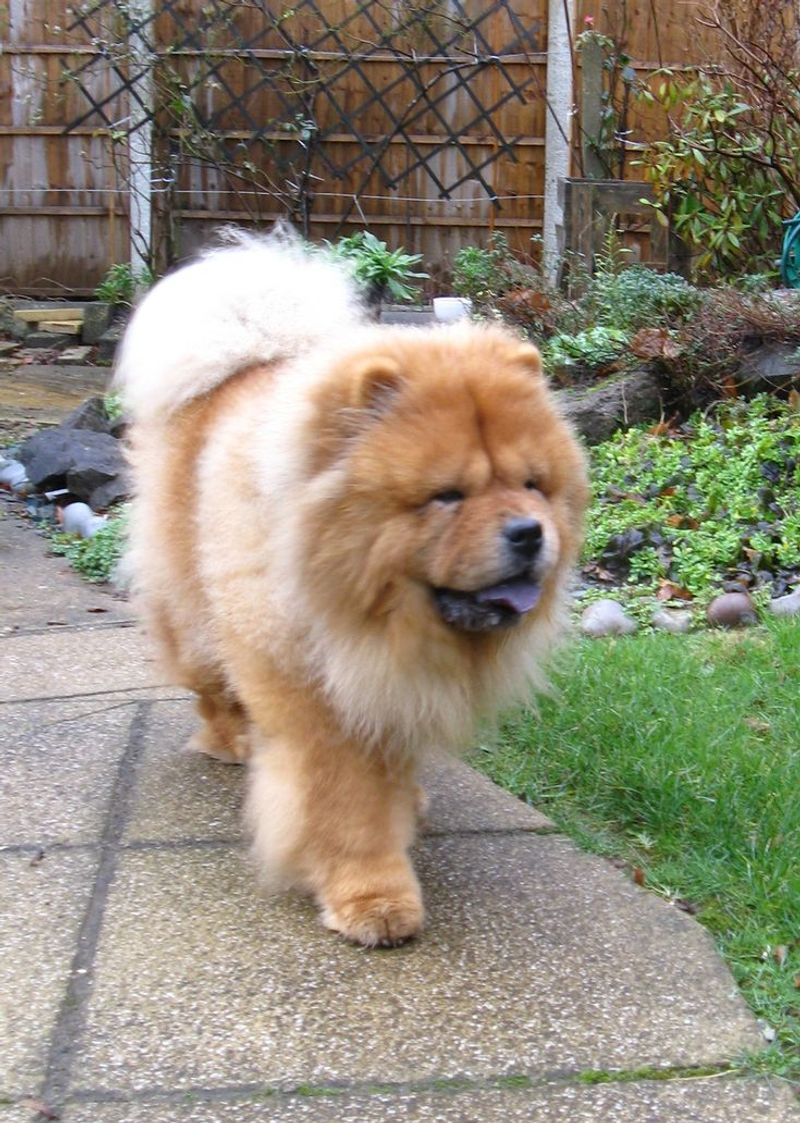 Chow Chow