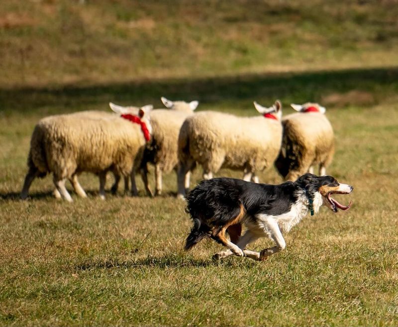 Border Collie