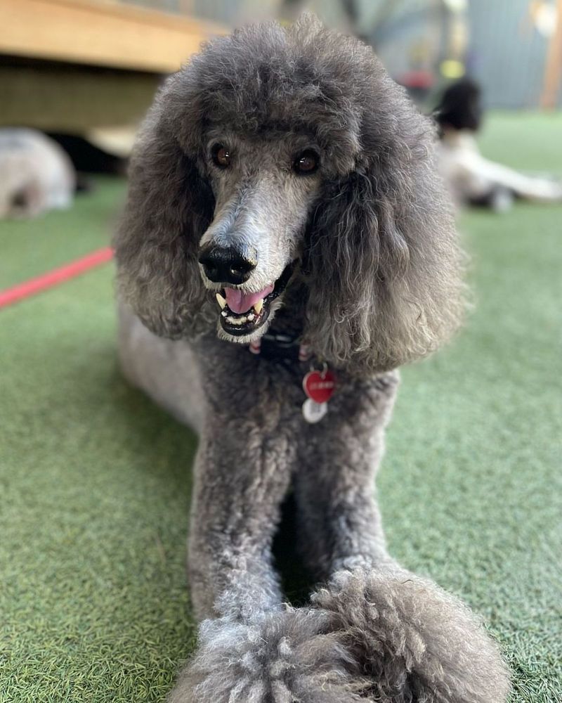Poodle