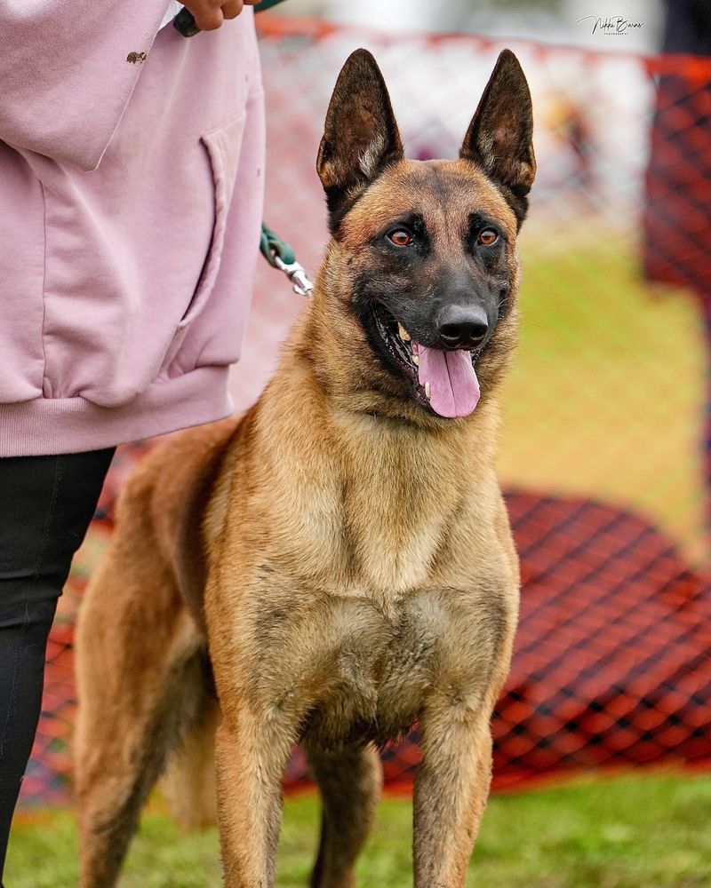 Belgian Malinois