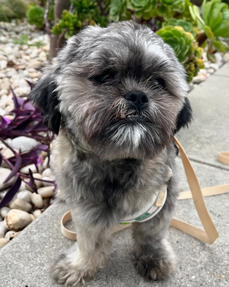 Shih Tzu